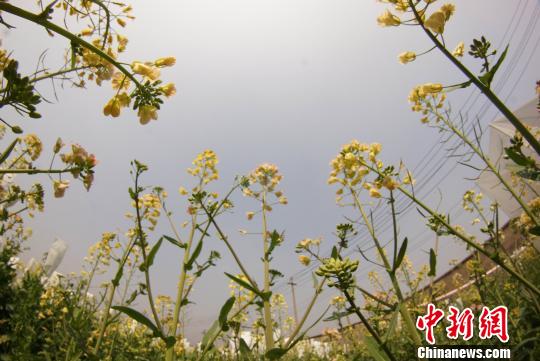 江西農(nóng)業(yè)大學教授付東輝培育出的彩色油菜花。　王昊陽 攝