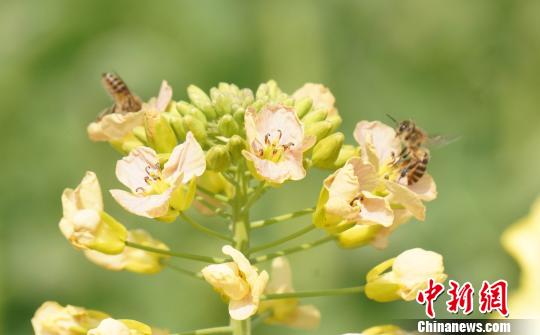 蜜蜂在彩色油菜花上飛舞。　王昊陽 攝